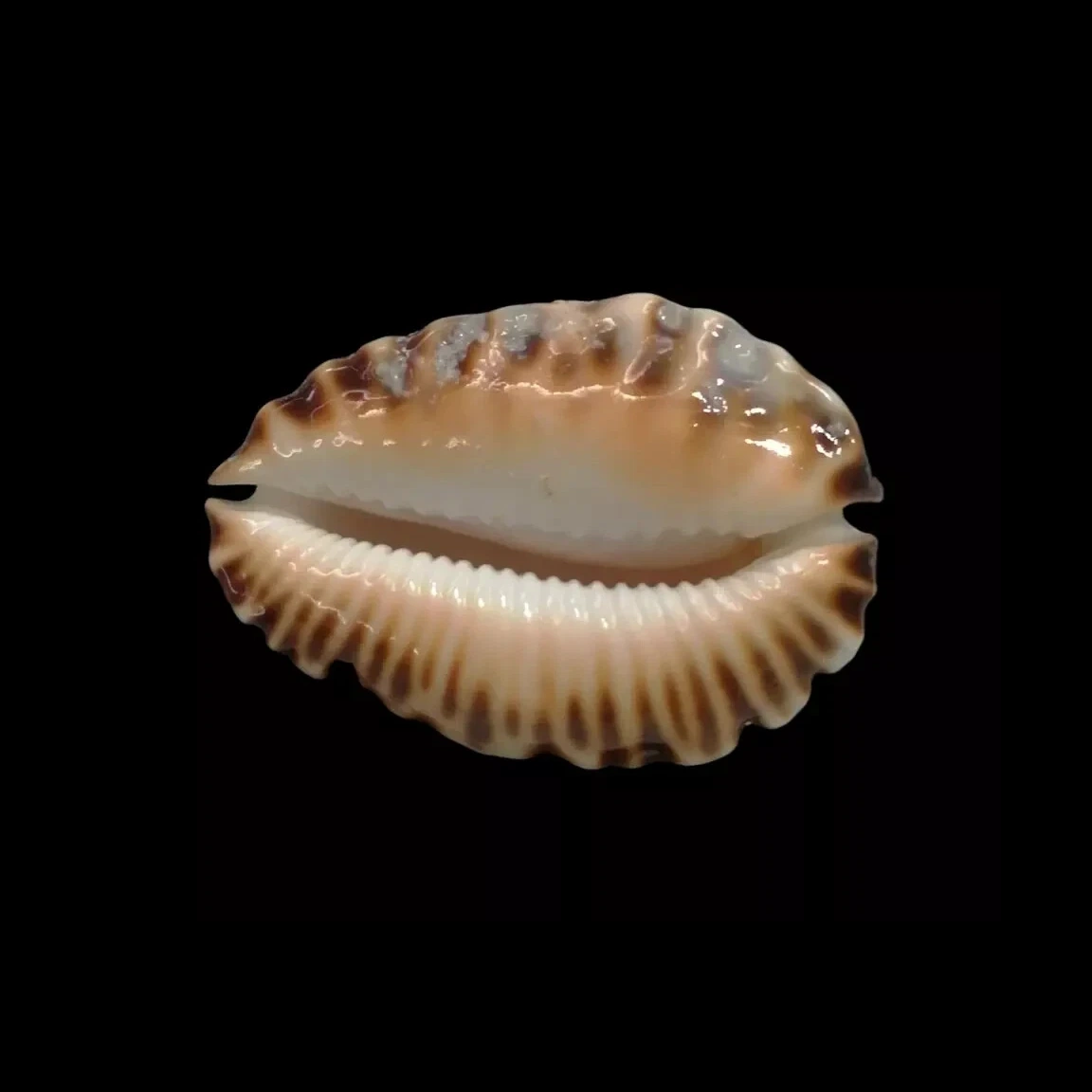 BC205 Zoila ketyana superba - BARGAIN - Image 5