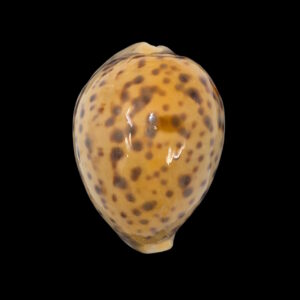 BC216 Cypraea tigris - NEW CALEDONIA YELLOW