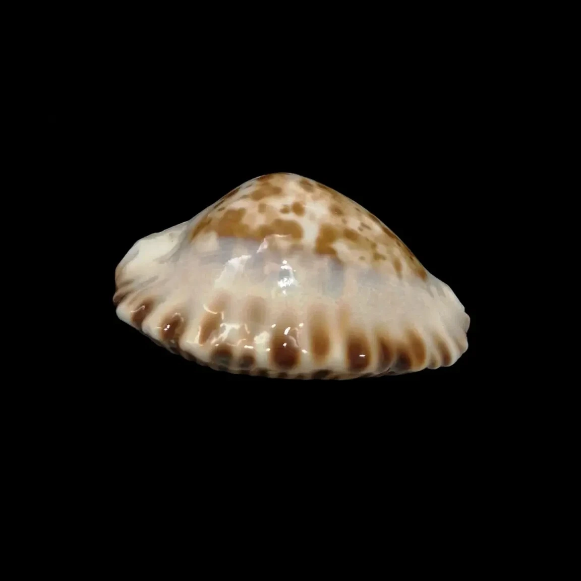 BC205 Zoila ketyana superba - BARGAIN - Image 6