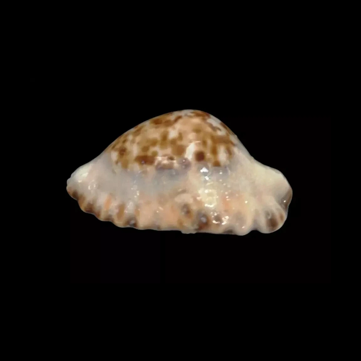 BC205 Zoila ketyana superba - BARGAIN - Image 7