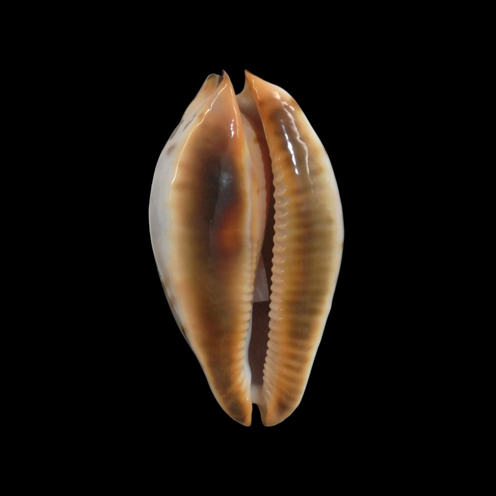 BC106 Zoila jeaniana praeclara x thalamega - Image 2