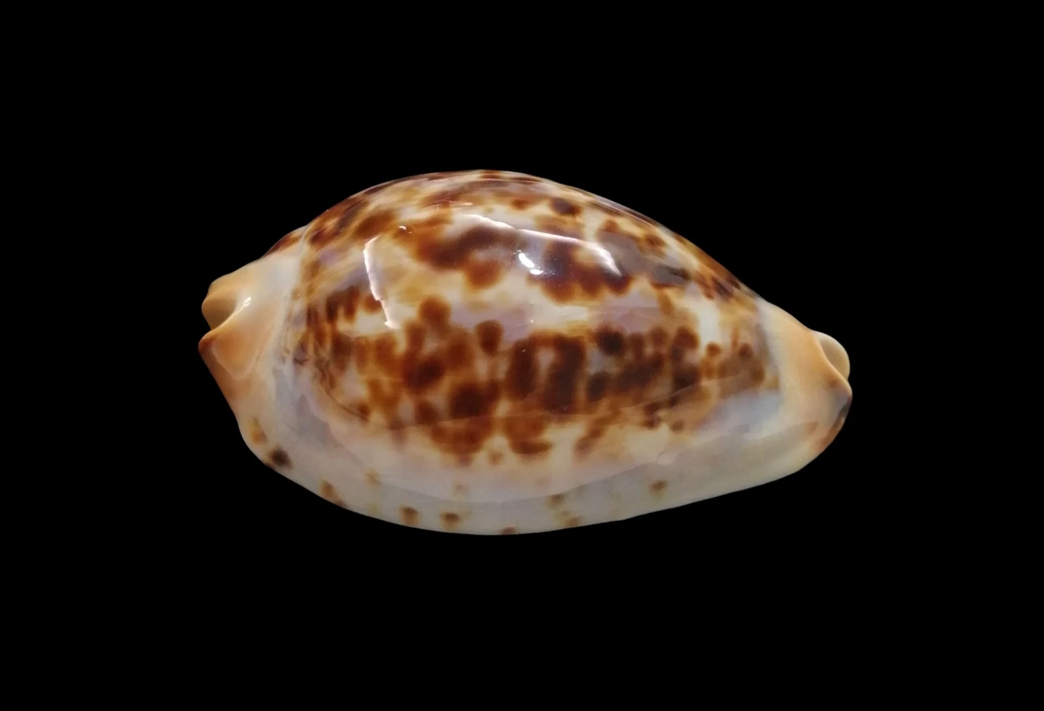 BC106 Zoila jeaniana praeclara x thalamega - Image 3