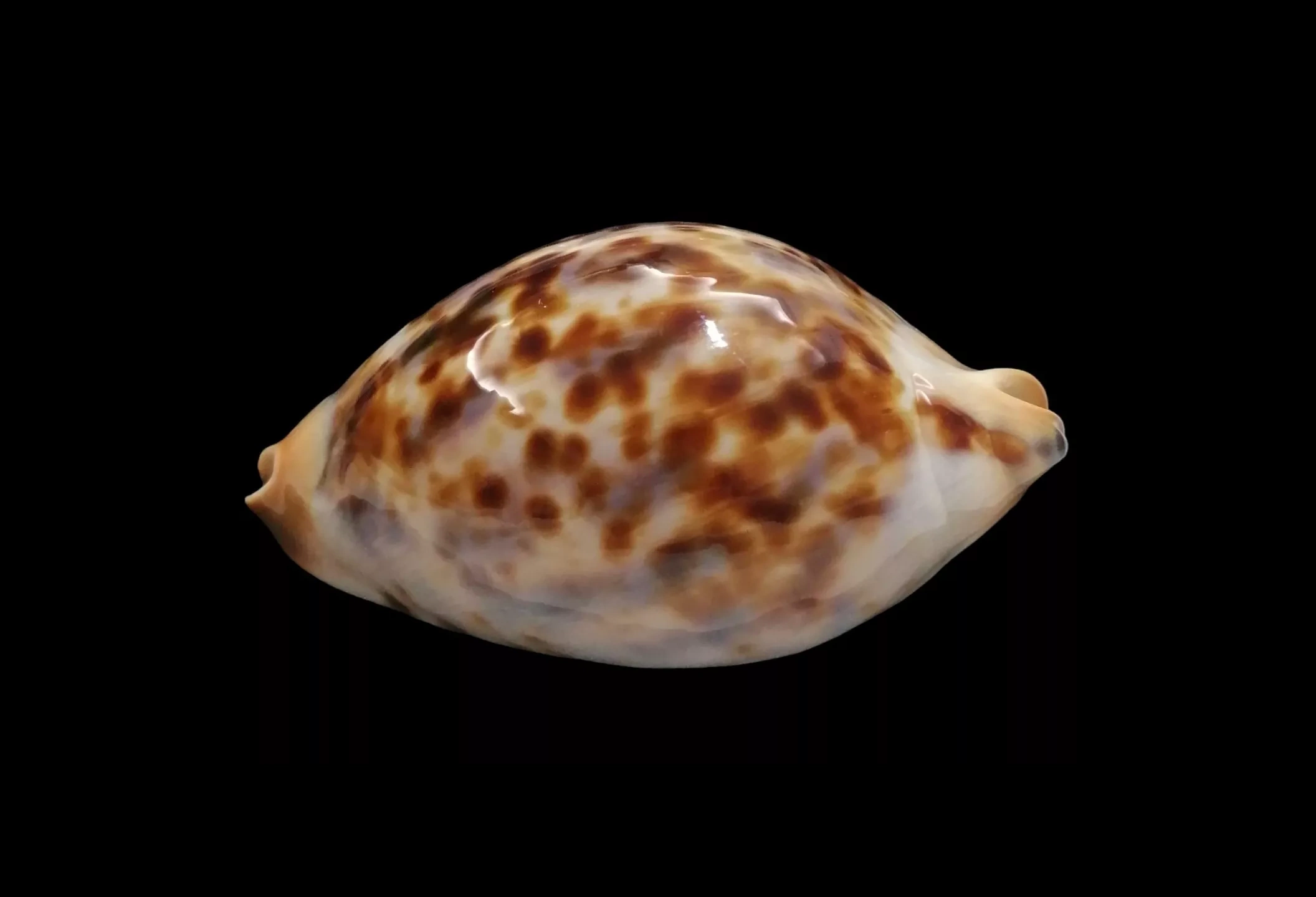 BC106 Zoila jeaniana praeclara x thalamega - Image 4