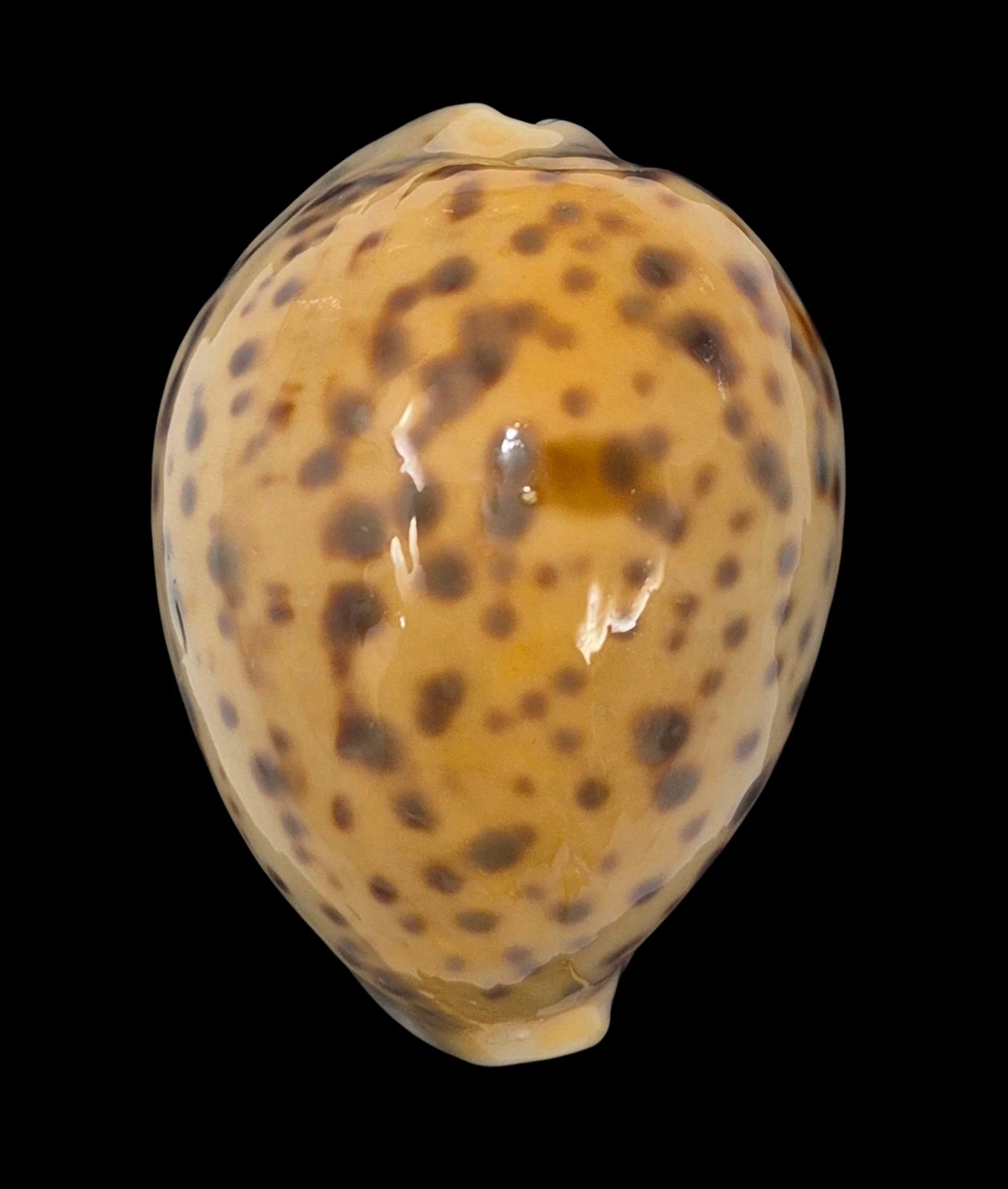 BC216 Cypraea tigris NEW CALEDONIA YELLOW - Image 2