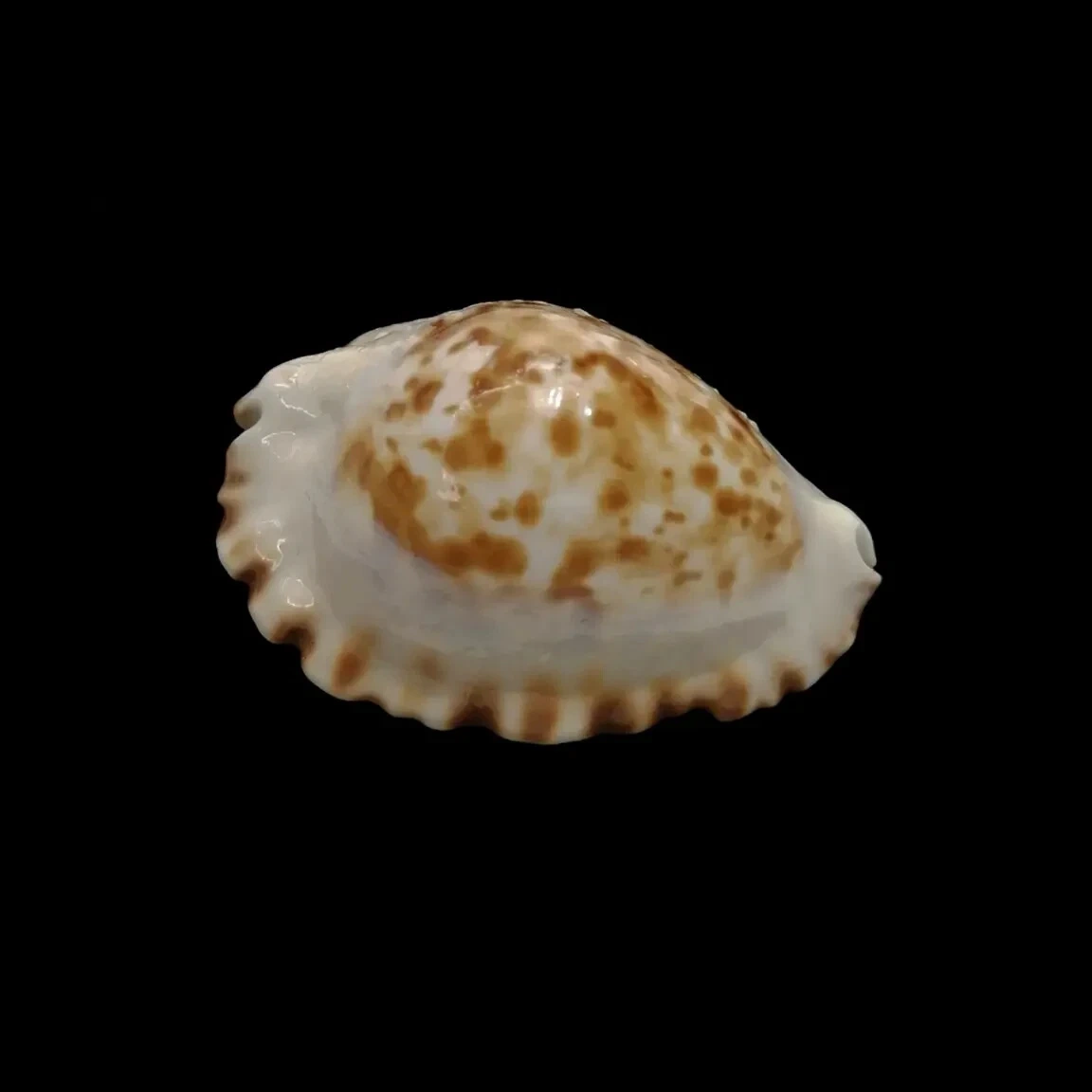 BC205 Zoila ketyana superba - BARGAIN - Image 2