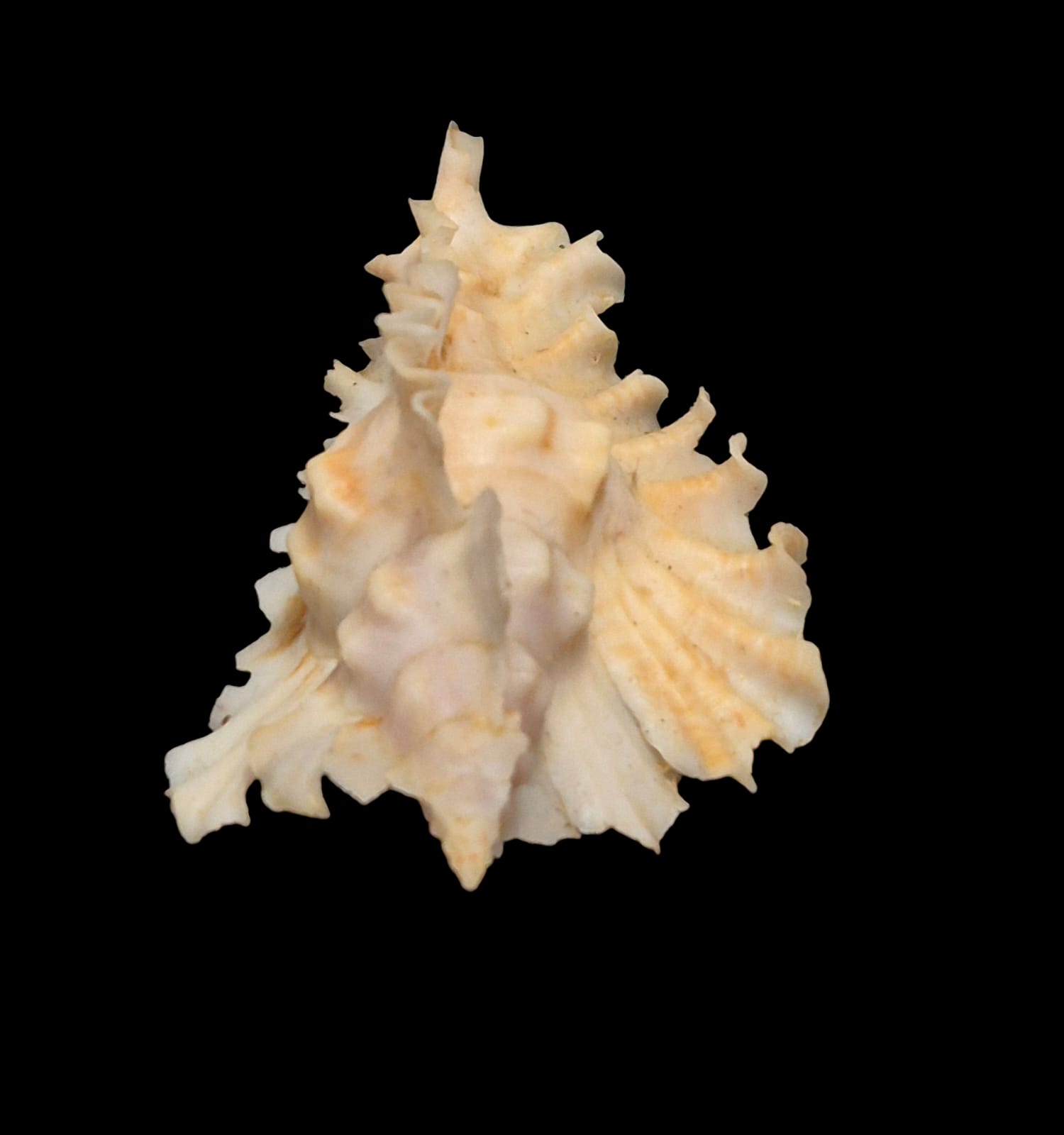 BC217 Timbellus phyllopterus - Image 3