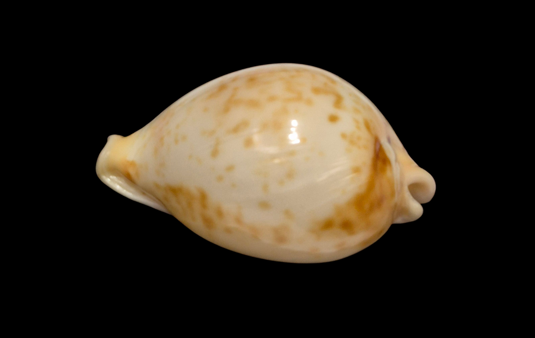 BC315 Nesiocypraea teramachii neocaledonica - Image 2