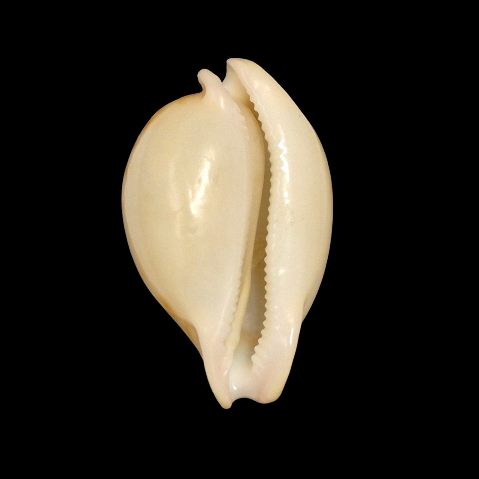 BC315 Nesiocypraea teramachii neocaledonica - Image 3