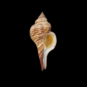 BC050 Taphon clavella w/o - SUPERB QUALITY