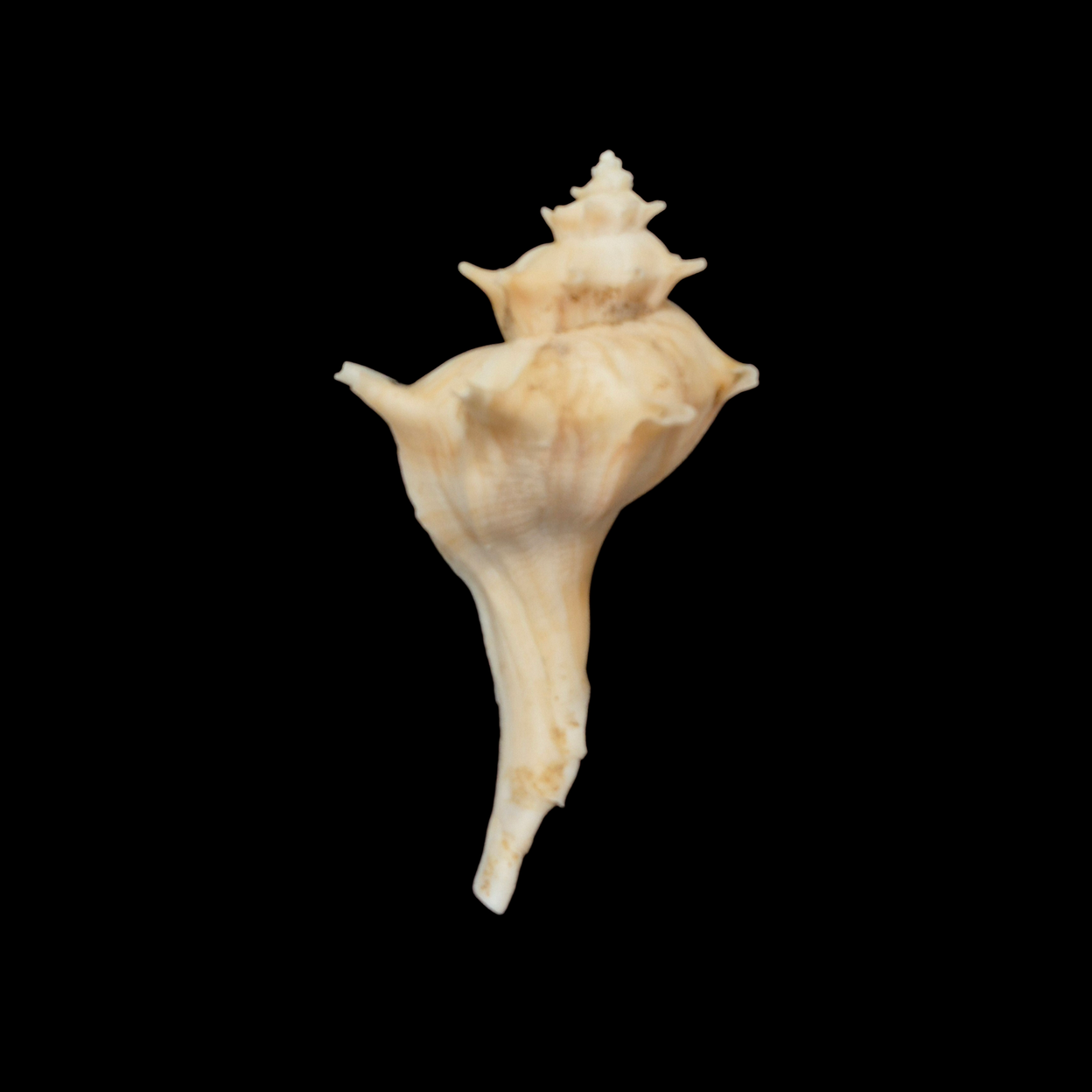 BC362 Forreria corteziana w/o - GIANT SIZE - Image 4