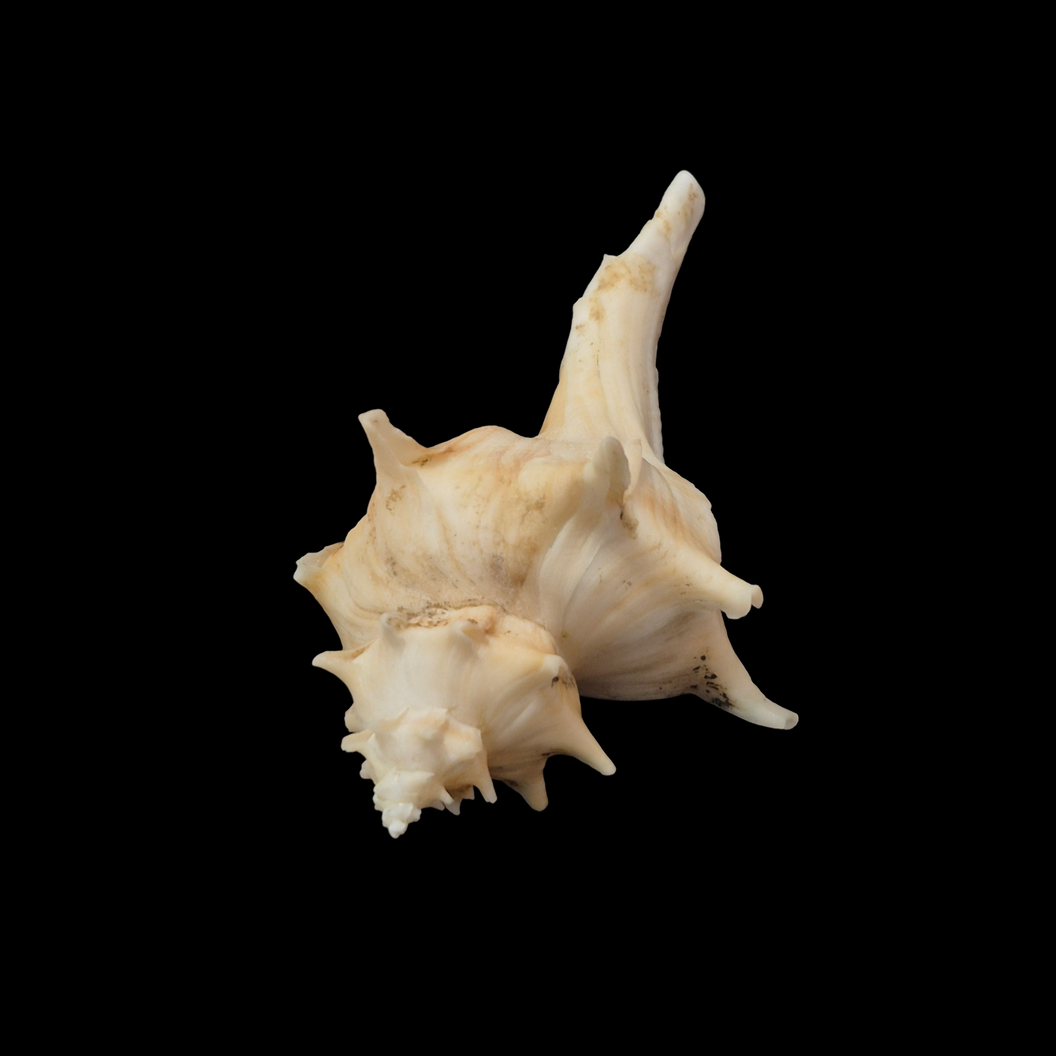 BC362 Forreria corteziana w/o - GIANT SIZE - Image 2