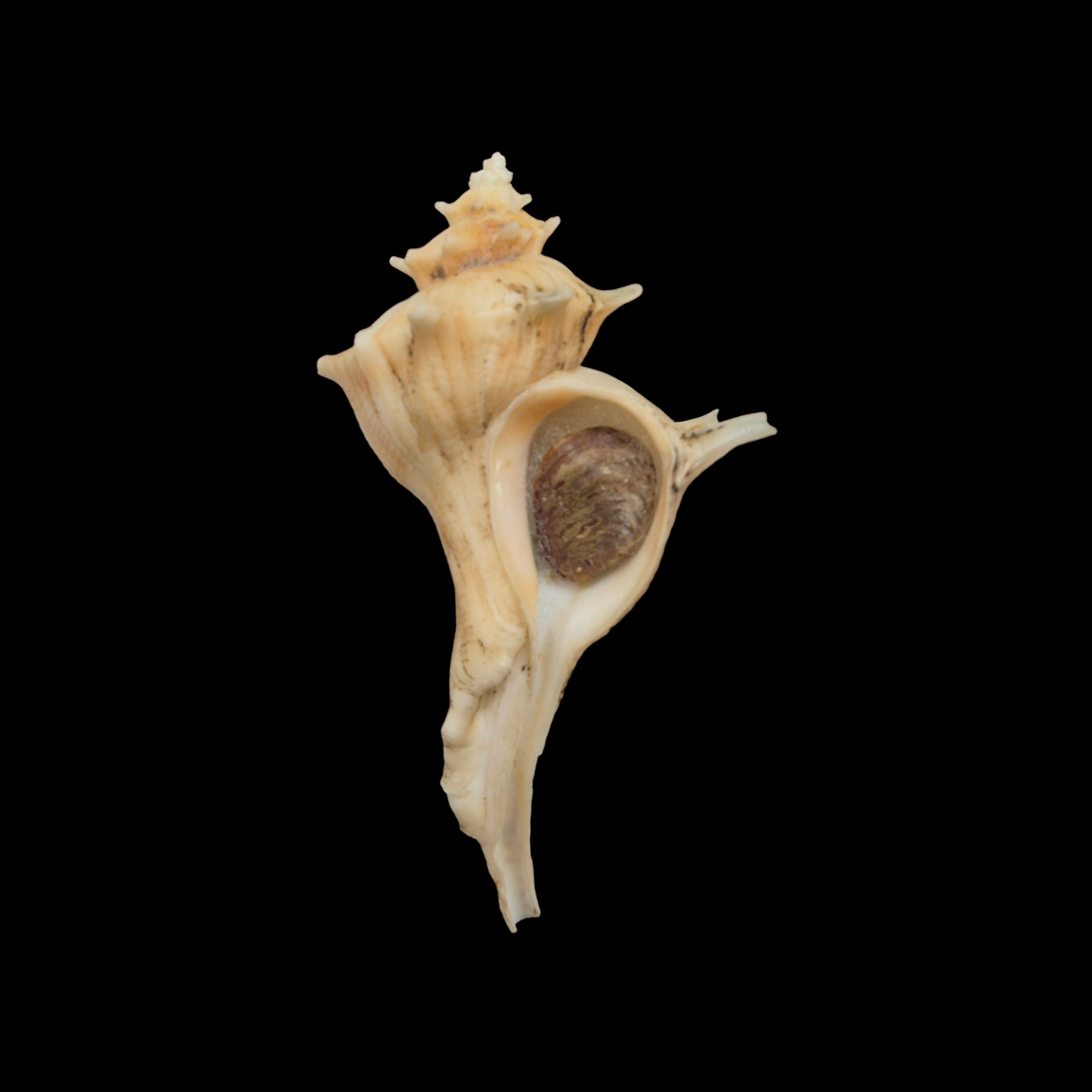 BC362 Forreria corteziana w/o - GIANT SIZE