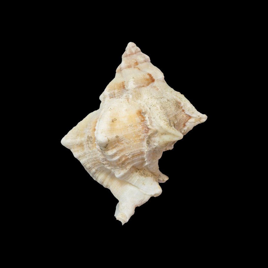 BC361 Hexaplex pecchiolanus w/o - Image 2