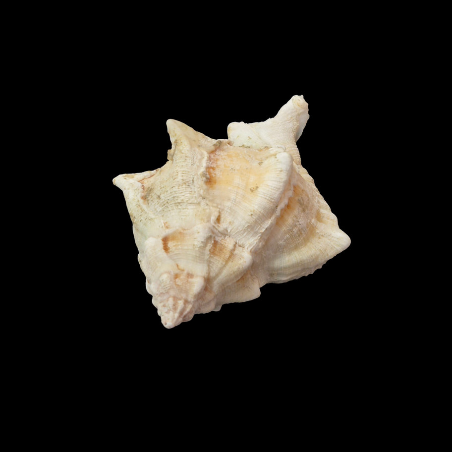 BC361 Hexaplex pecchiolanus w/o - Image 4