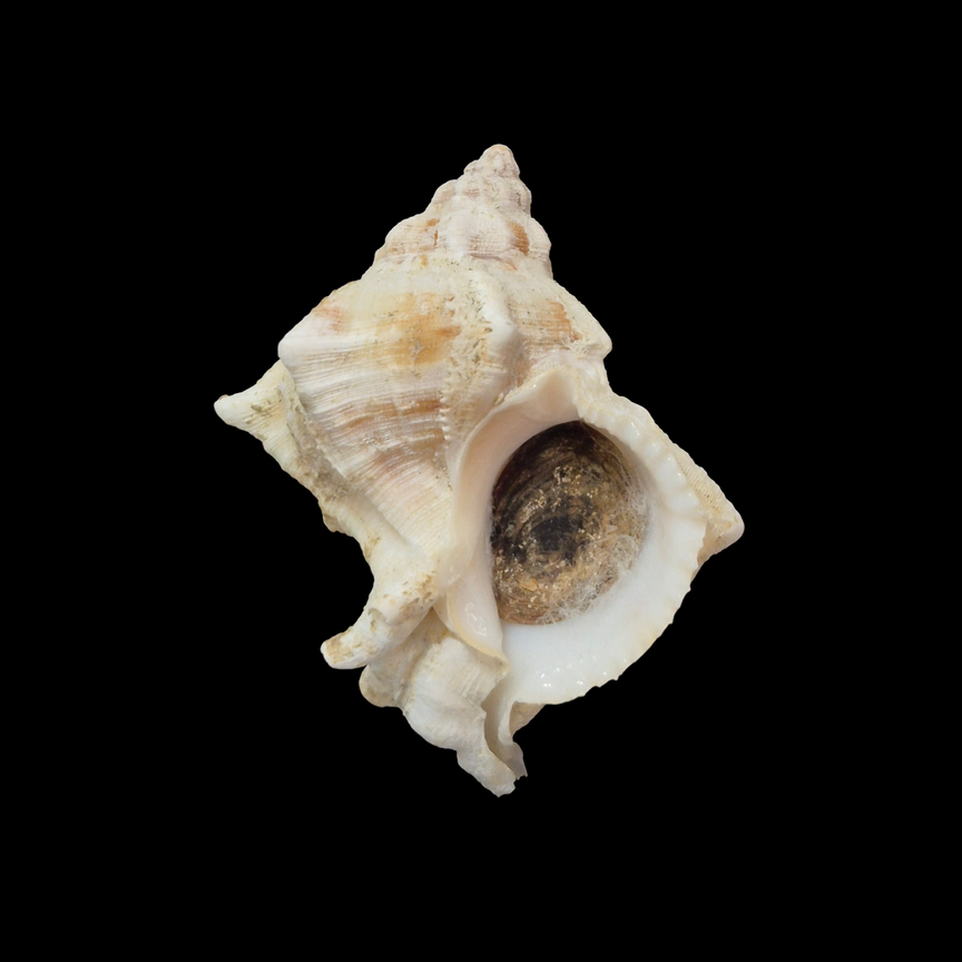 BC361 Hexaplex pecchiolanus w/o