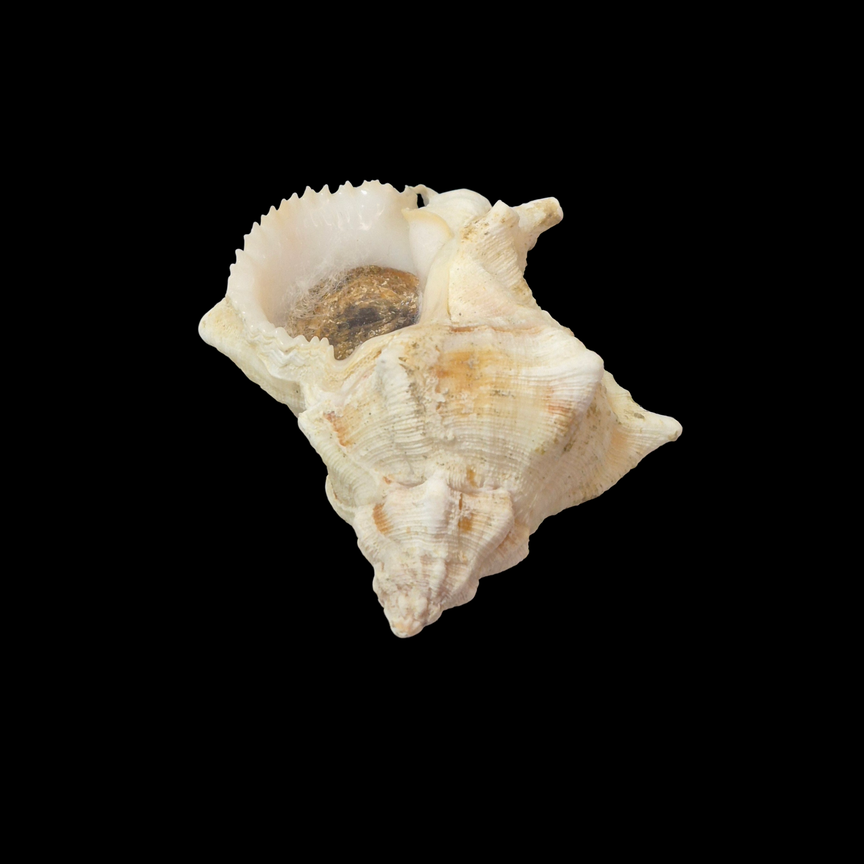 BC361 Hexaplex pecchiolanus w/o - Image 3