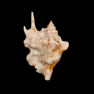 BC319 Strombus taurus w/o - BIG SIZE