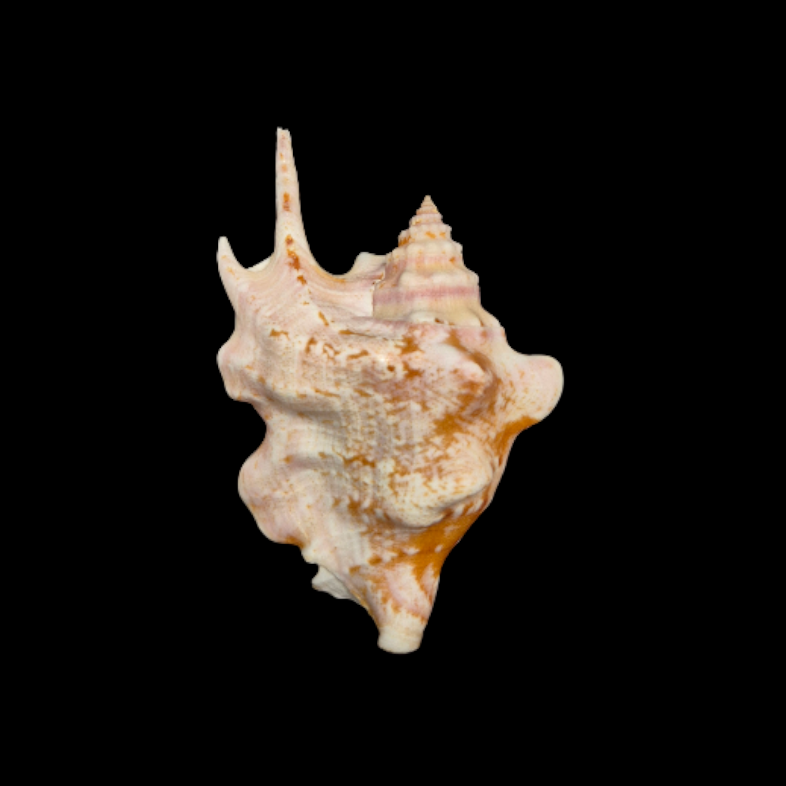 BC319 Strombus taurus w/o - BIG SIZE