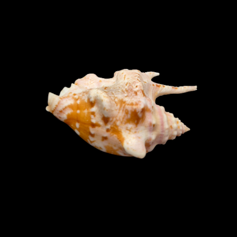 BC319 Strombus taurus w/o - BIG SIZE - Image 5