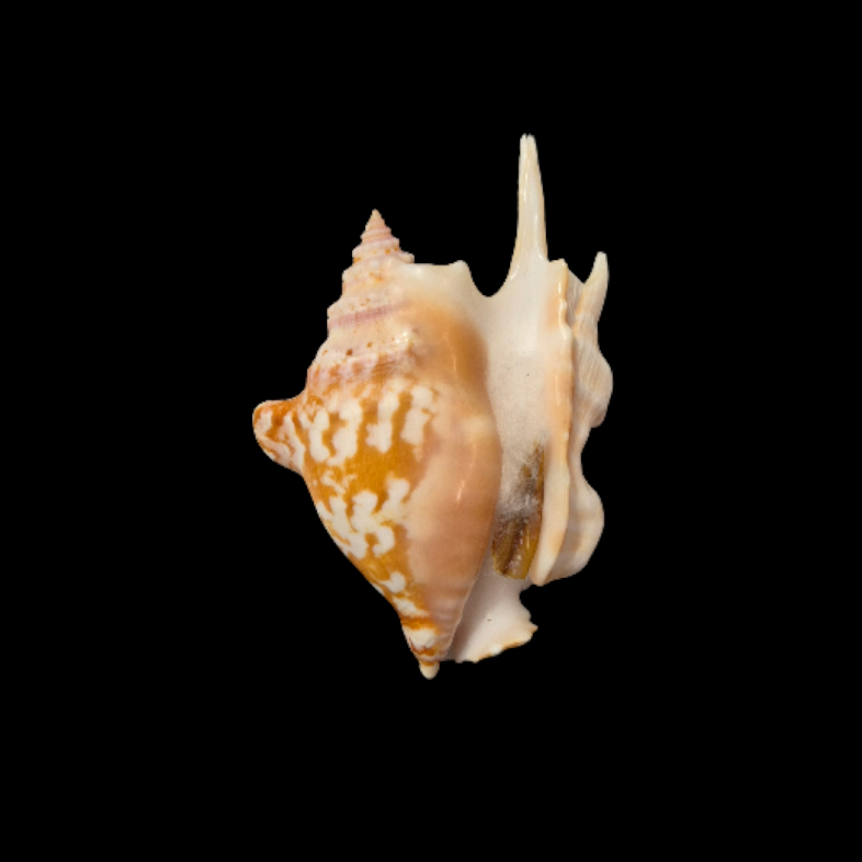 BC319 Strombus taurus w/o - BIG SIZE - Image 2