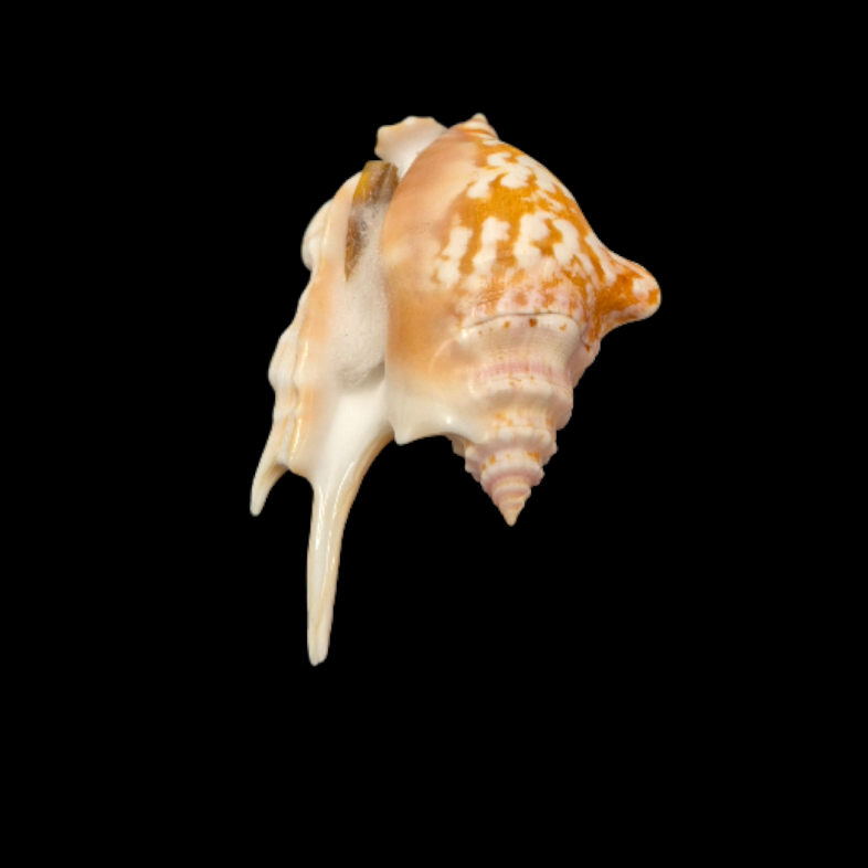 BC319 Strombus taurus w/o - BIG SIZE - Image 3