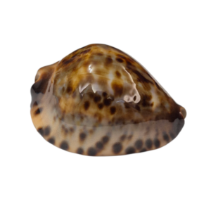 BC335 Zoila jeaniana f. sherylae - LARGE BEAUTY