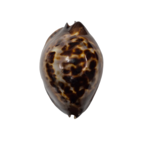 BC336 Zoila jeaniana f. sherylae - VERY DARK