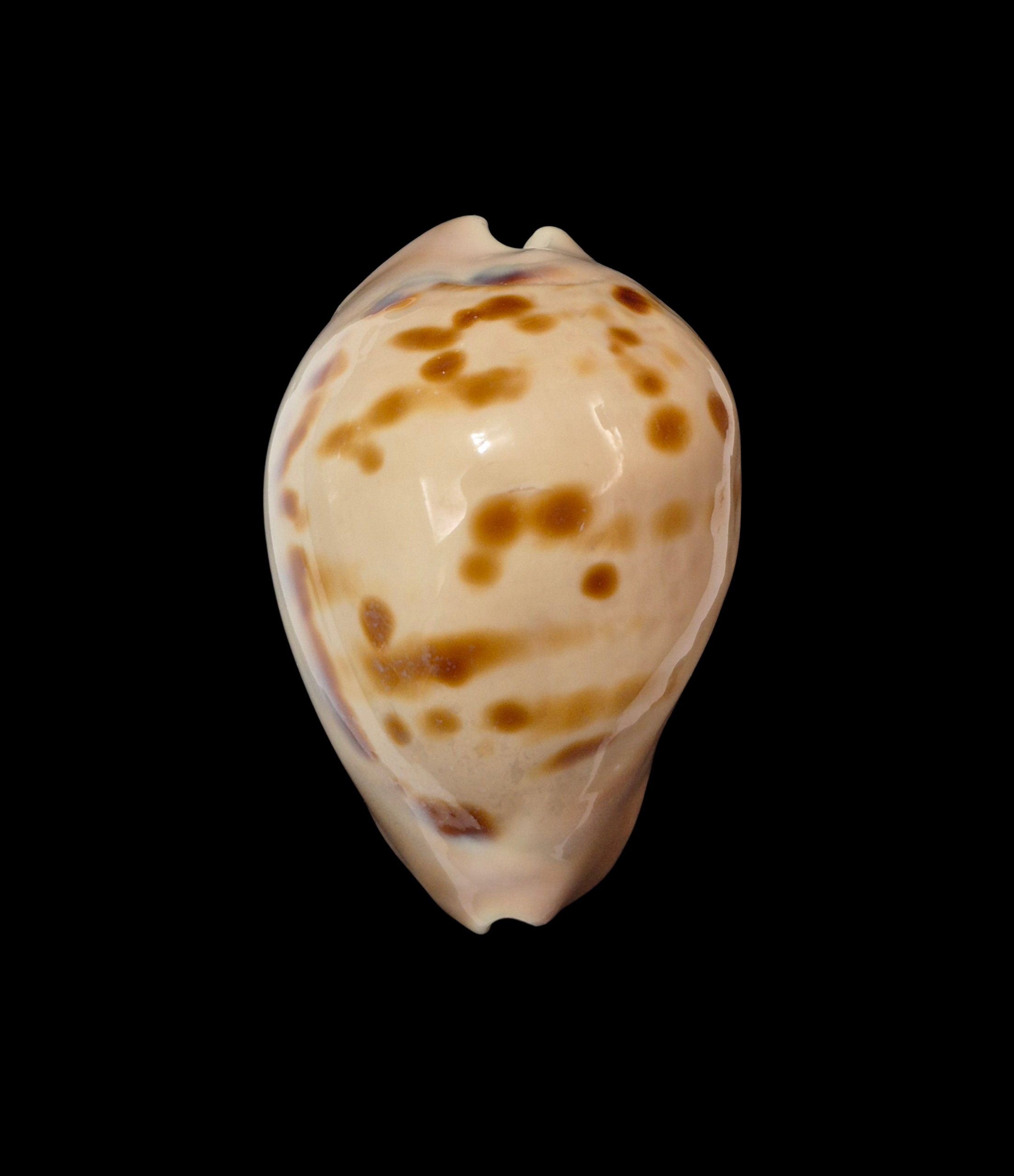 BC321 Zoila venusta roseopunctata - BIG SIZE - Image 2