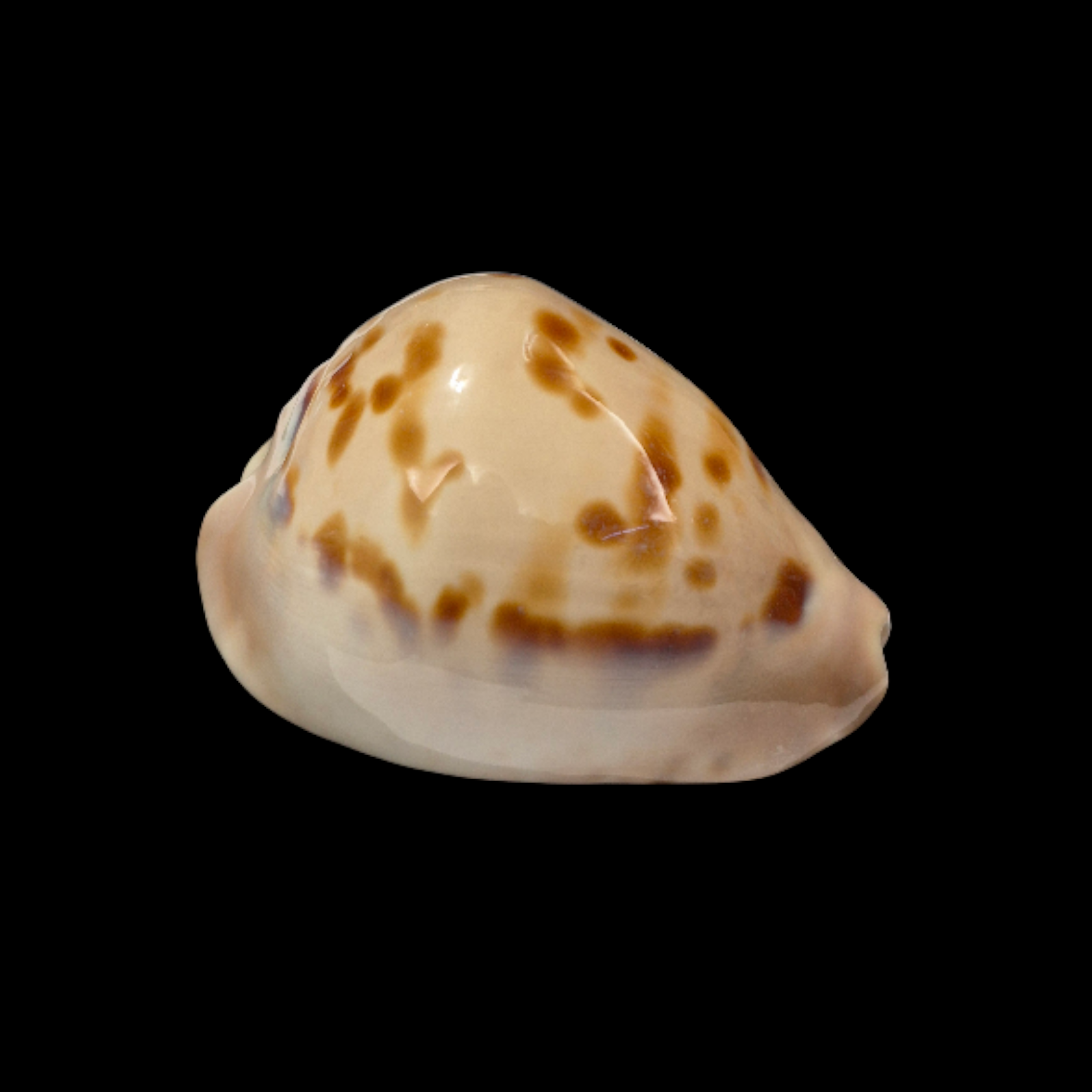 BC321 Zoila venusta roseopunctata - BIG SIZE