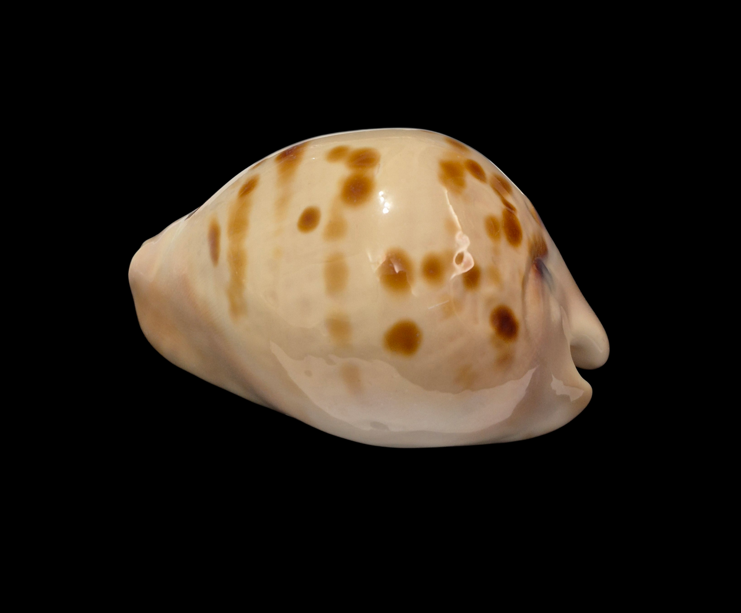 BC321 Zoila venusta roseopunctata - BIG SIZE - Image 3