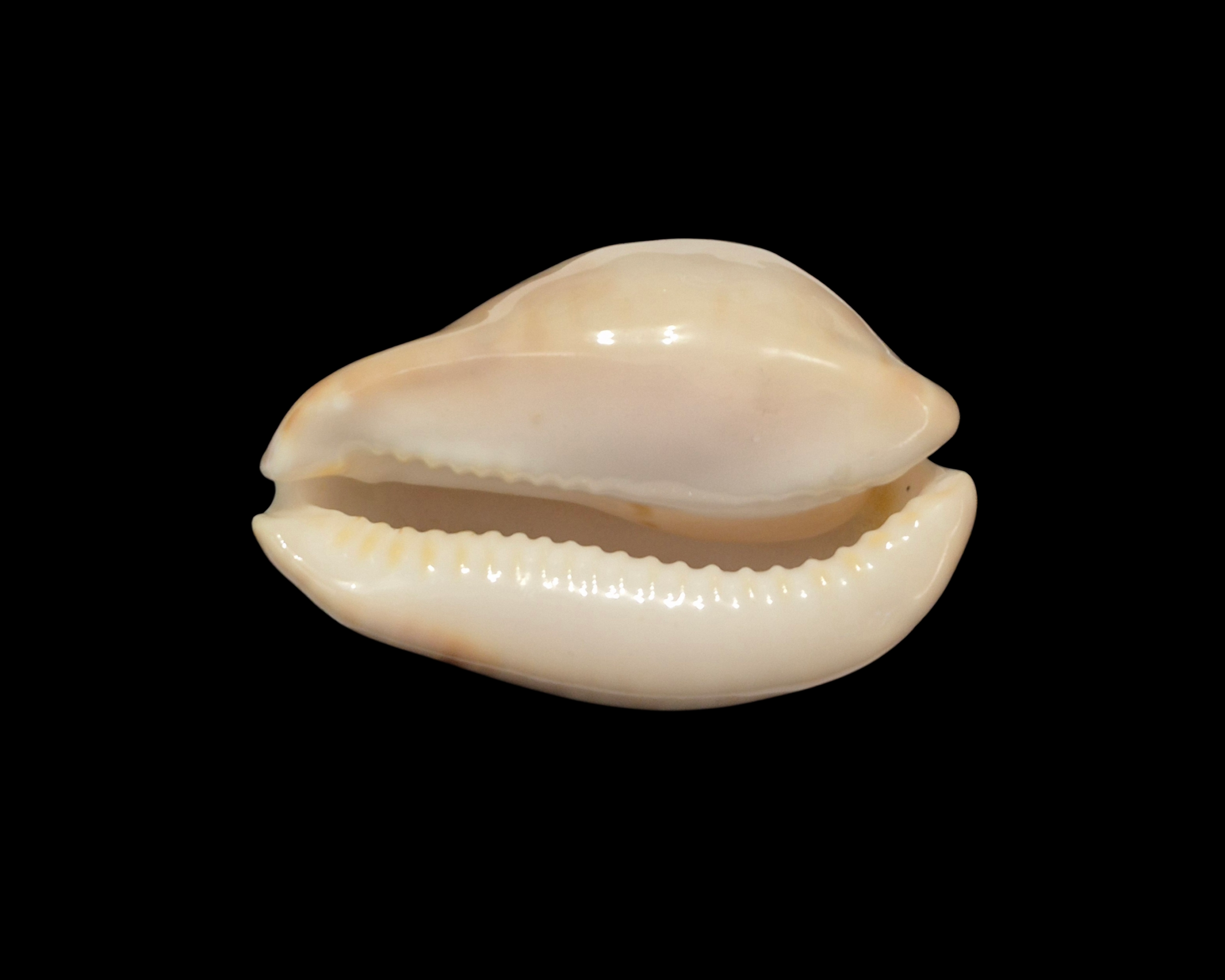 BC321 Zoila venusta roseopunctata - BIG SIZE - Image 5