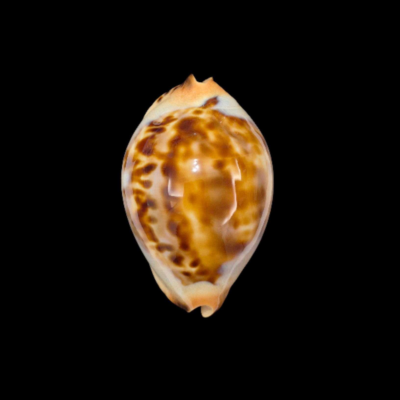 BC325 Zoila jeaniana - SELECTED BEAUTY