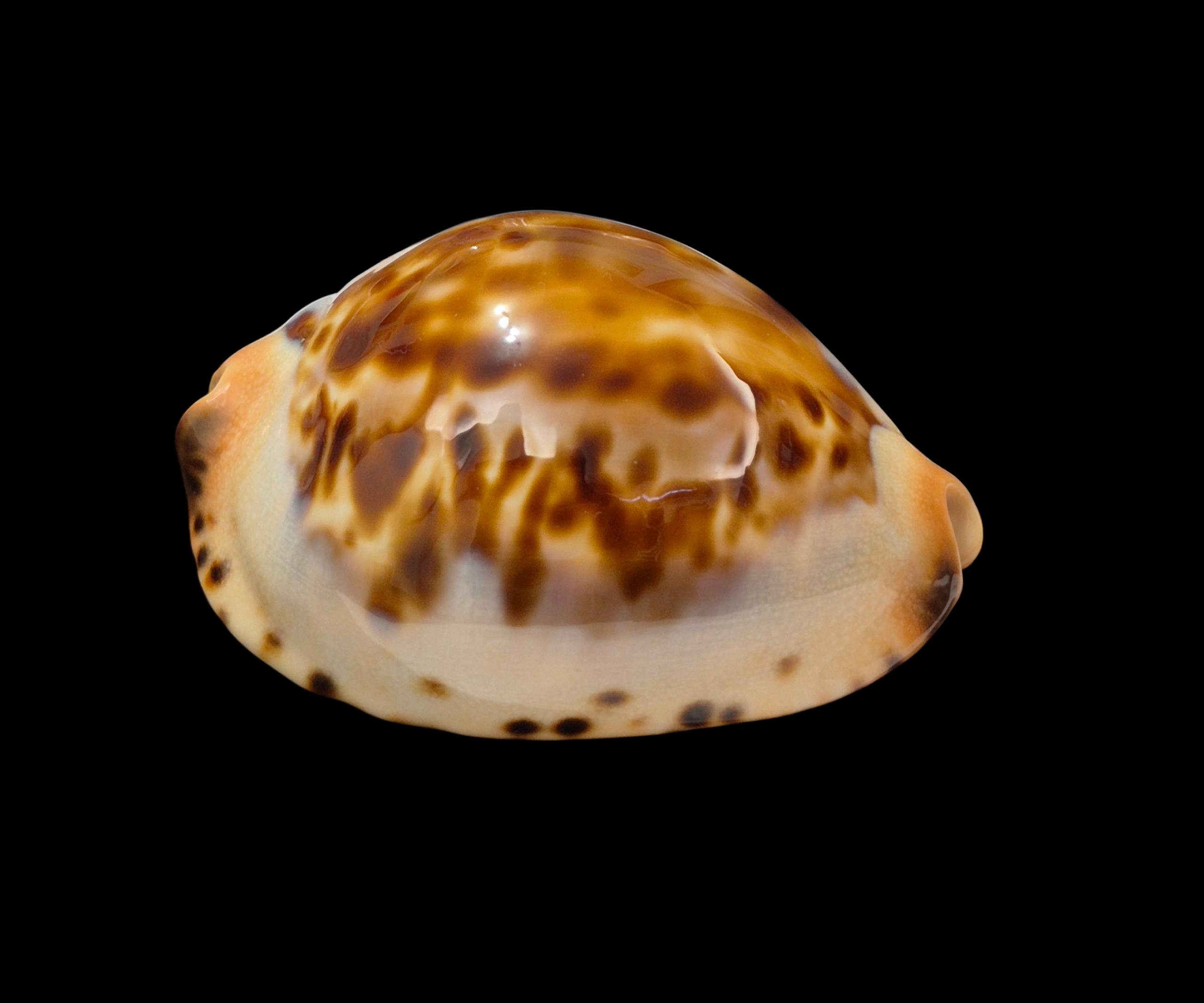 BC325 Zoila jeaniana - SELECTED BEAUTY - Image 2