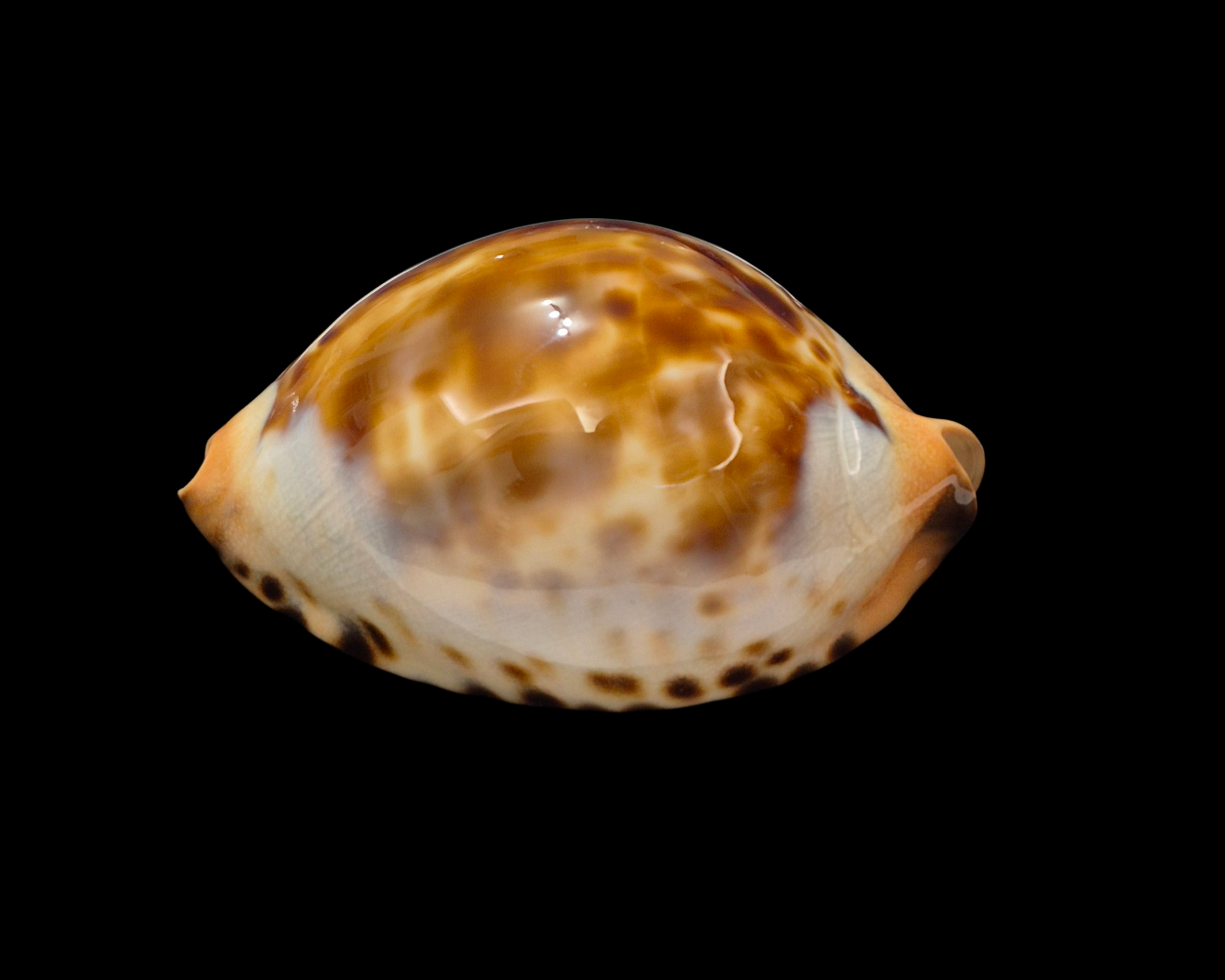 BC325 Zoila jeaniana - SELECTED BEAUTY - Image 3