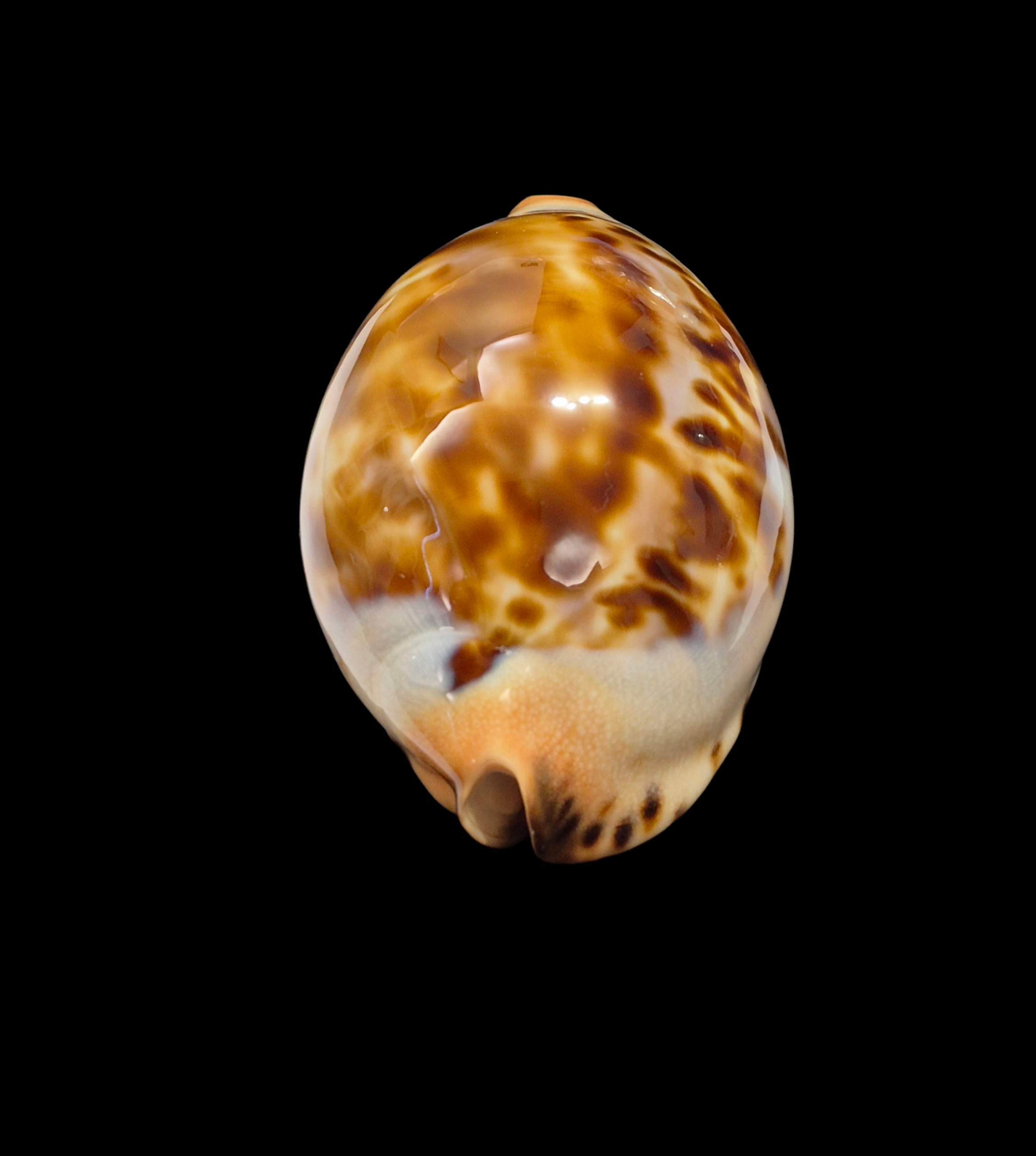 BC325 Zoila jeaniana - SELECTED BEAUTY - Image 4