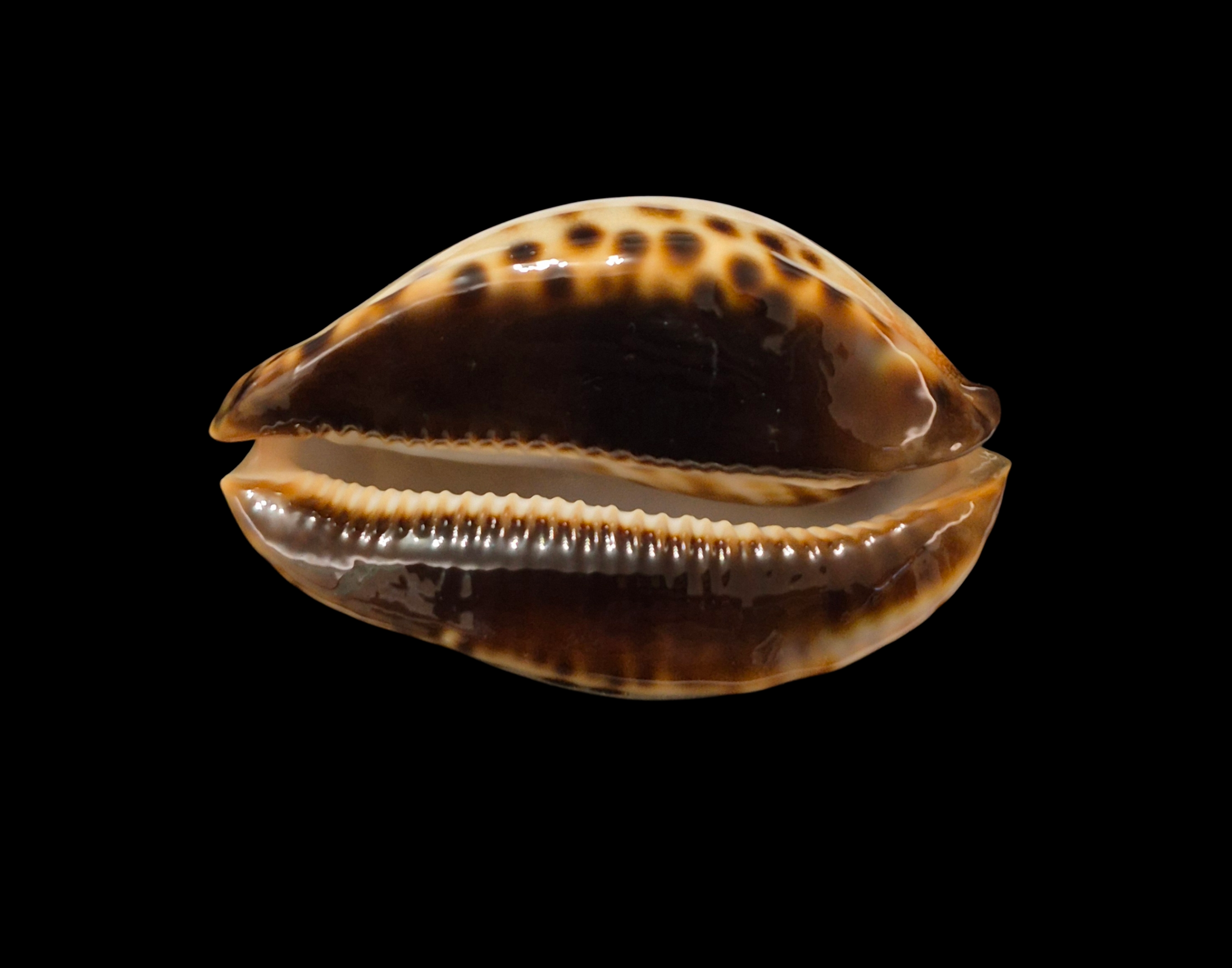 BC325 Zoila jeaniana - SELECTED BEAUTY - Image 5