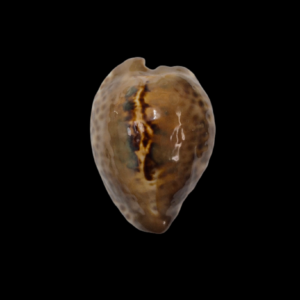 BC326 Barycypraea teulerei - LARGE DARK BEAUTY