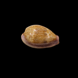 BC323 Contradusta bregeriana - COLORFUL