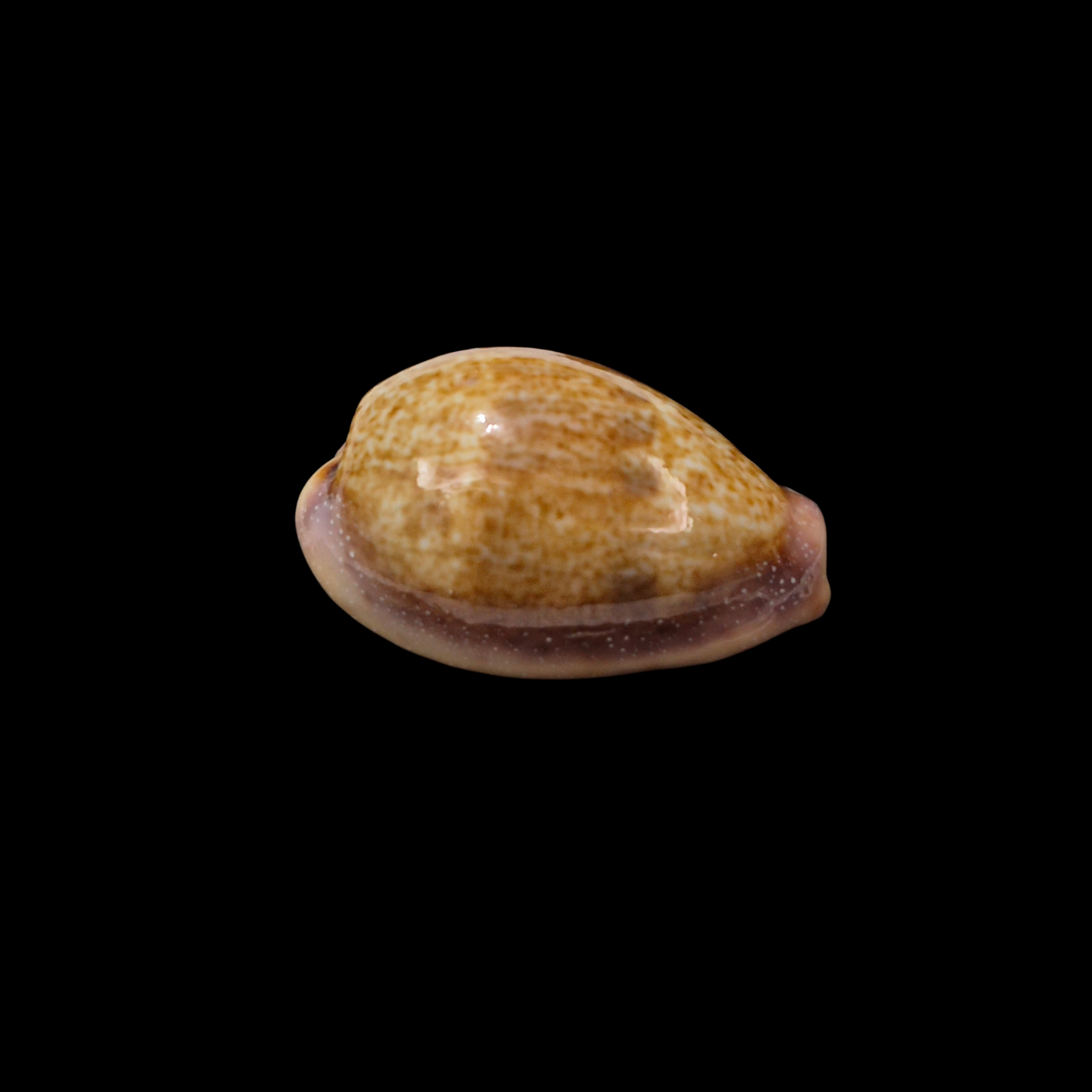 BC323 Contradusta bregeriana - COLORFUL