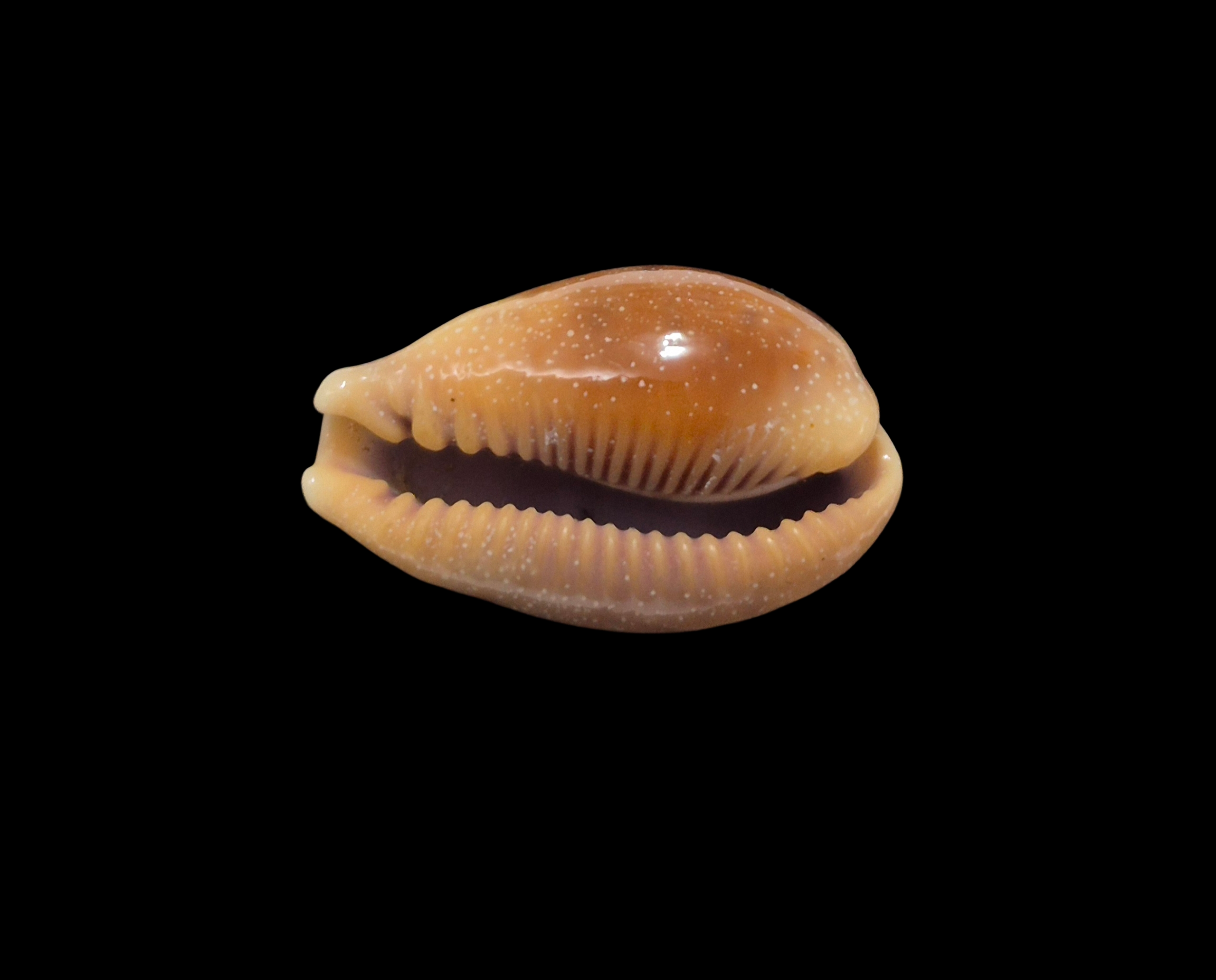 BC323 Contradusta bregeriana - COLORFUL - Image 5