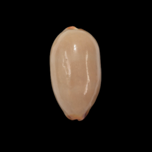 BC324 Luria isabella - XXL SIZE