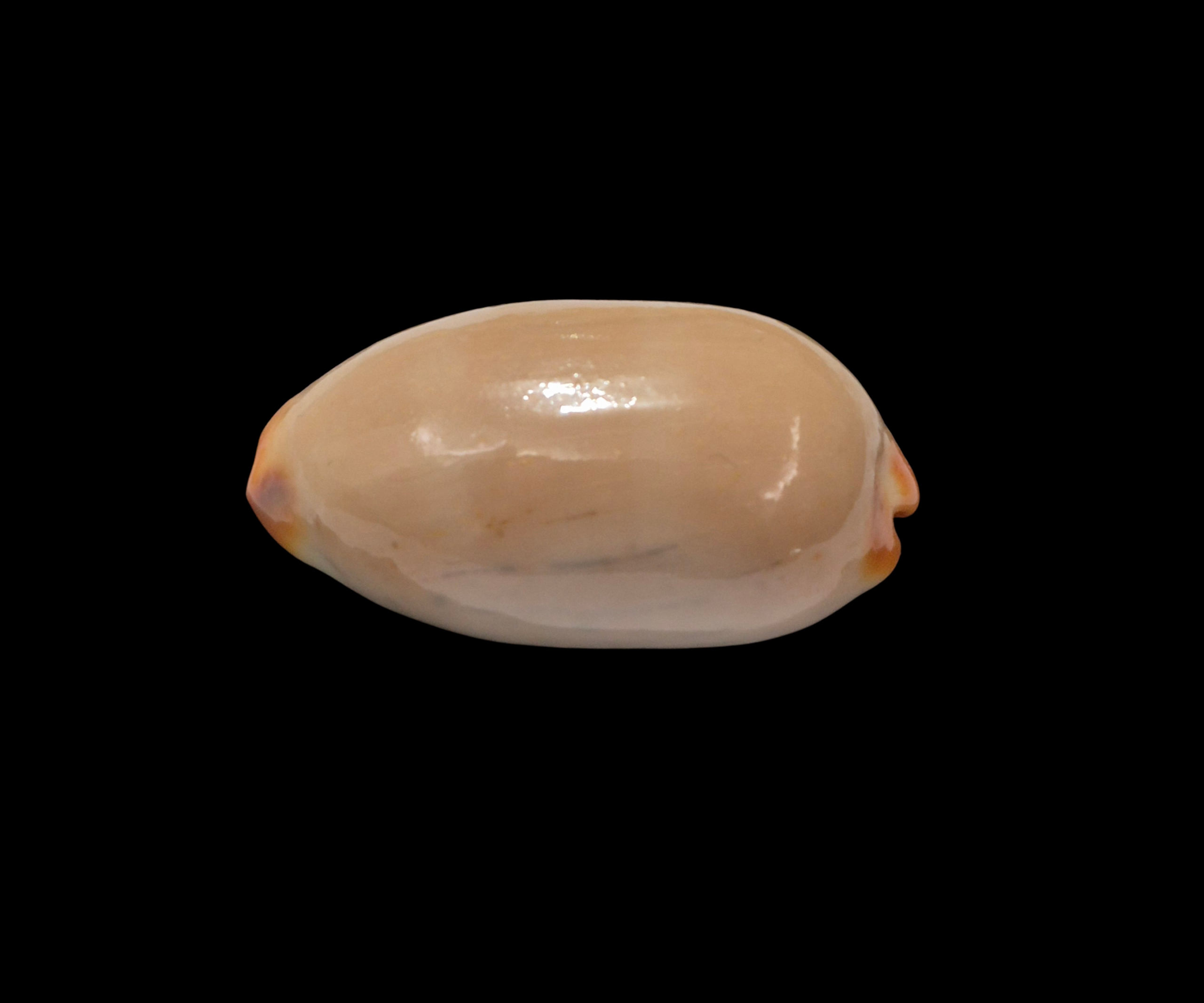 BC324 Luria isabella - XXL SIZE - Image 4