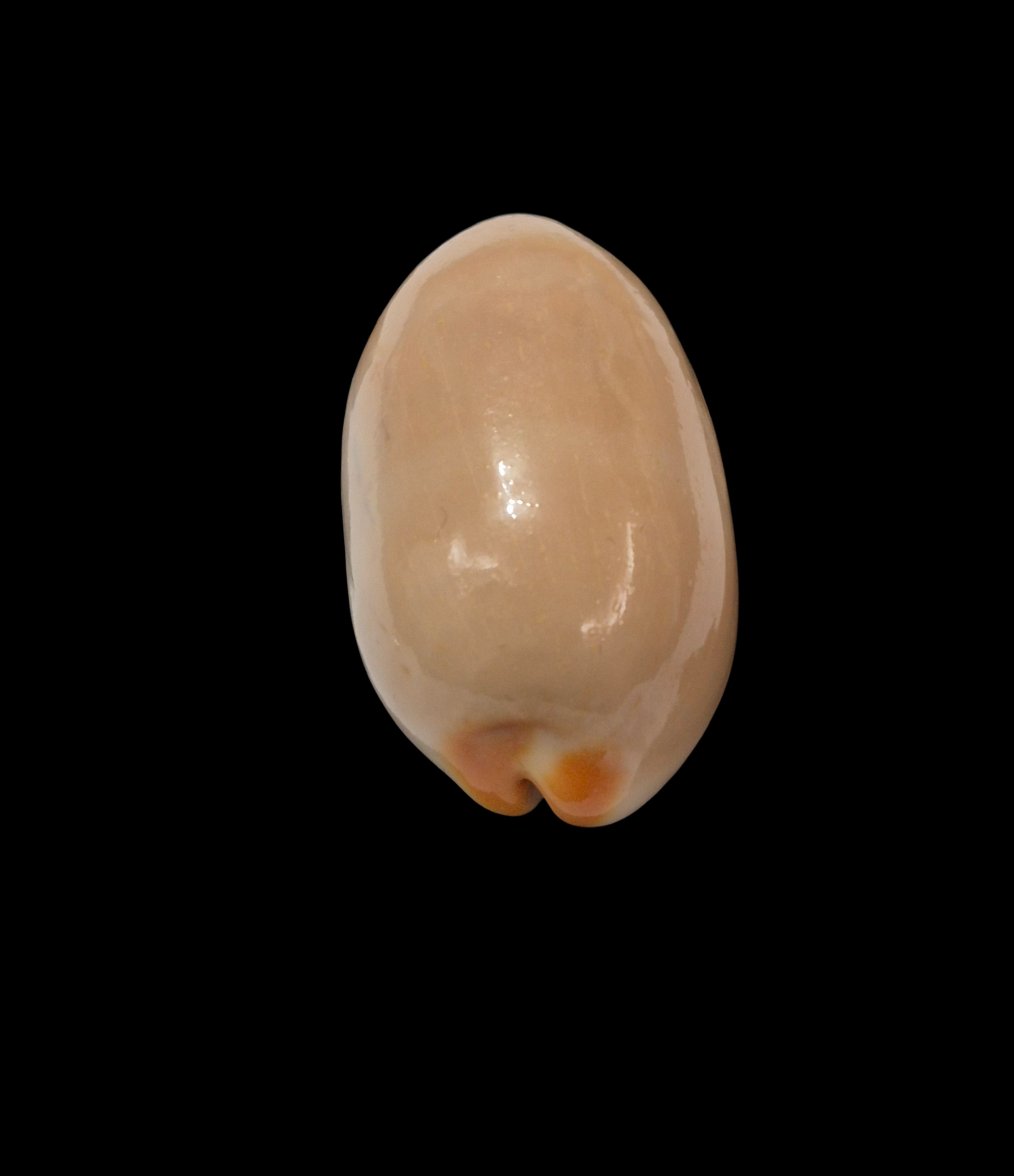 BC324 Luria isabella - XXL SIZE - Image 5