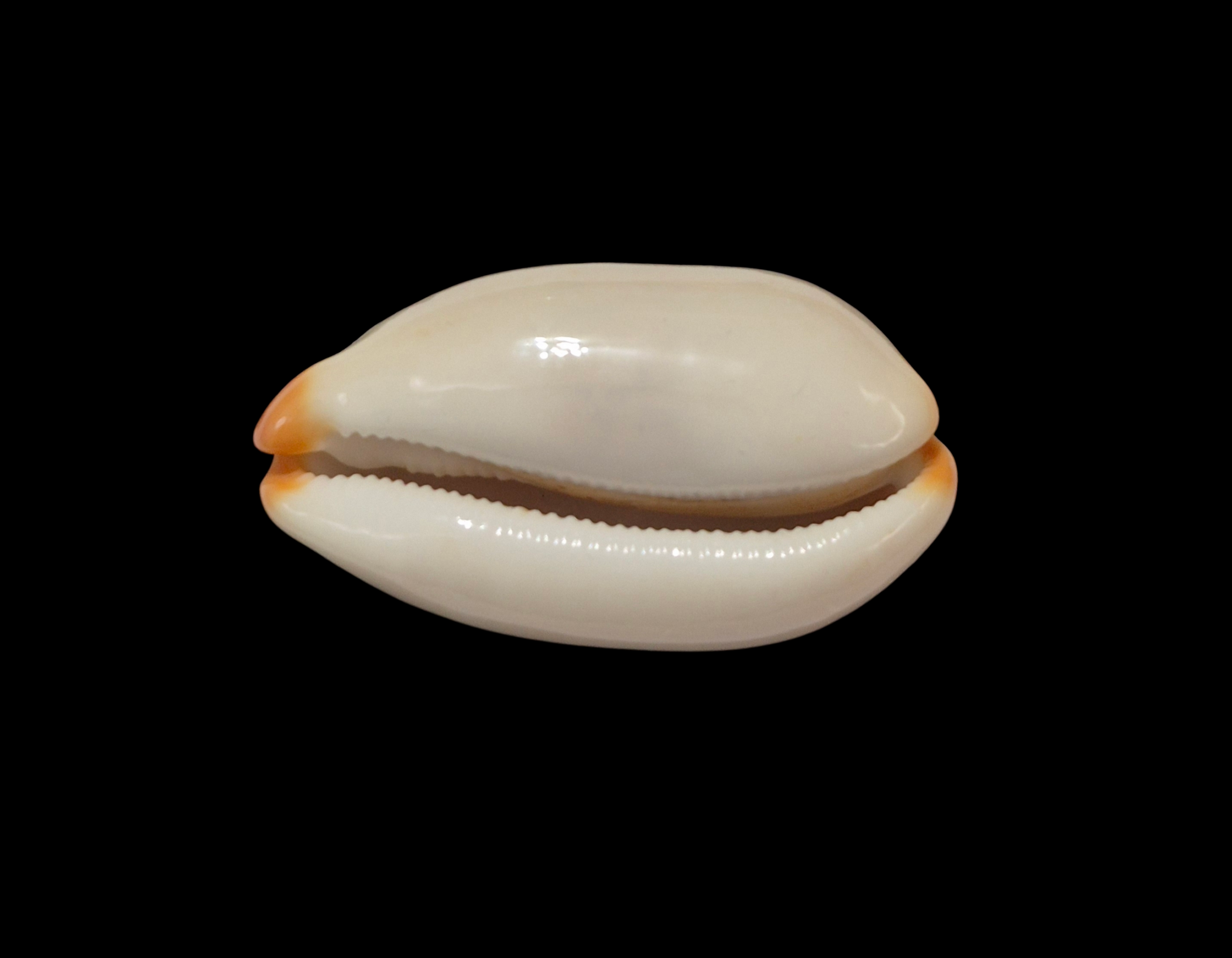 BC324 Luria isabella - XXL SIZE - Image 2