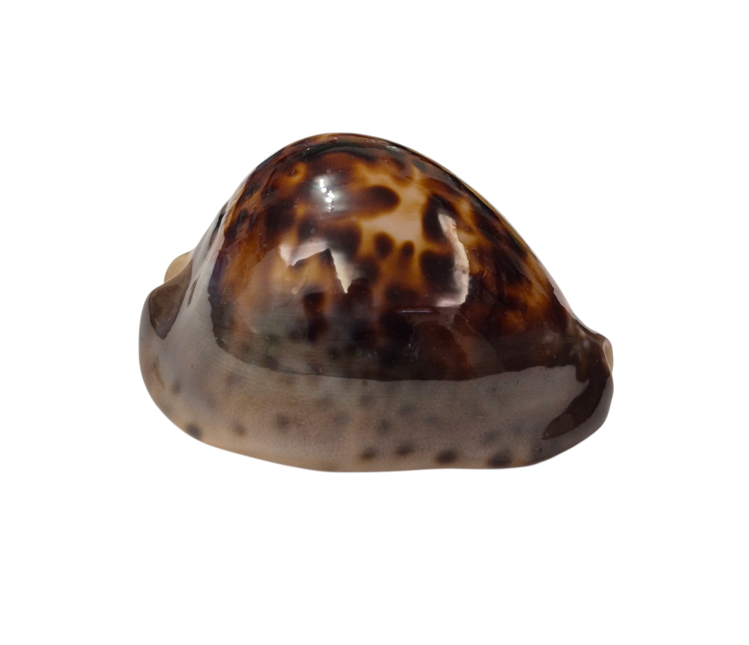 BC337 Zoila venusta episema - DARK BEAUTY - Image 2