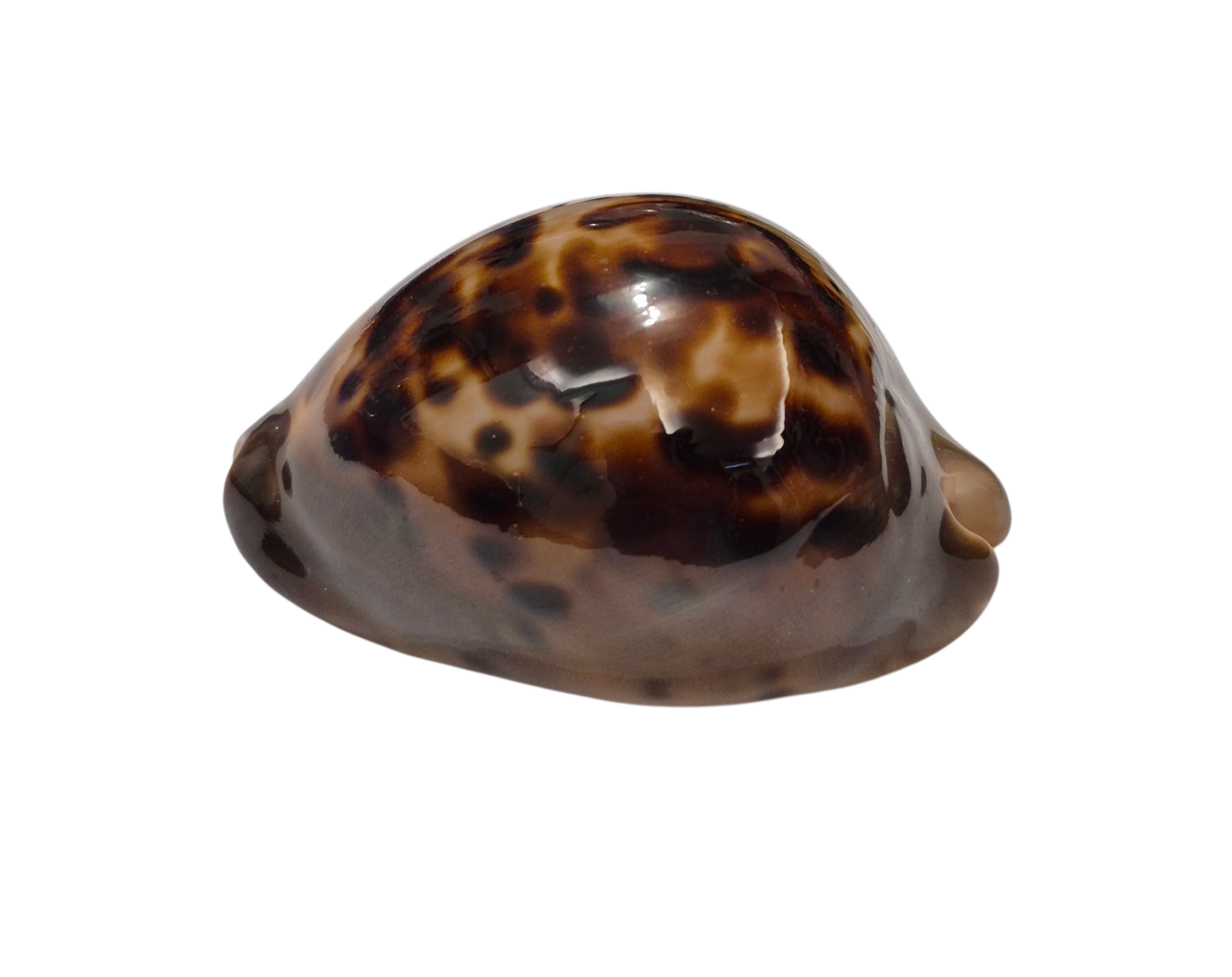 BC337 Zoila venusta episema - DARK BEAUTY - Image 4