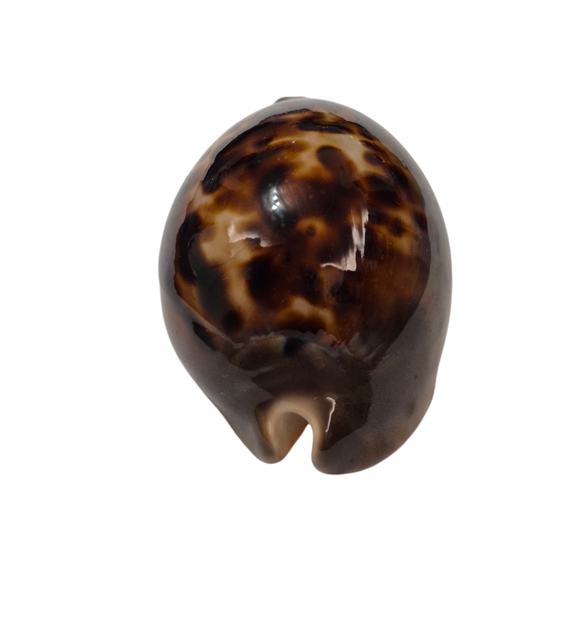 BC337 Zoila venusta episema - DARK BEAUTY - Image 5