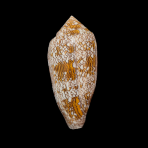 BC327 Conus textile - XL SIZE