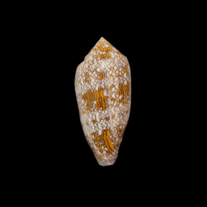 BC327 Conus textile - XL SIZE