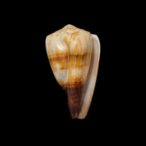 BC331 Conus miles - FREAK FORM